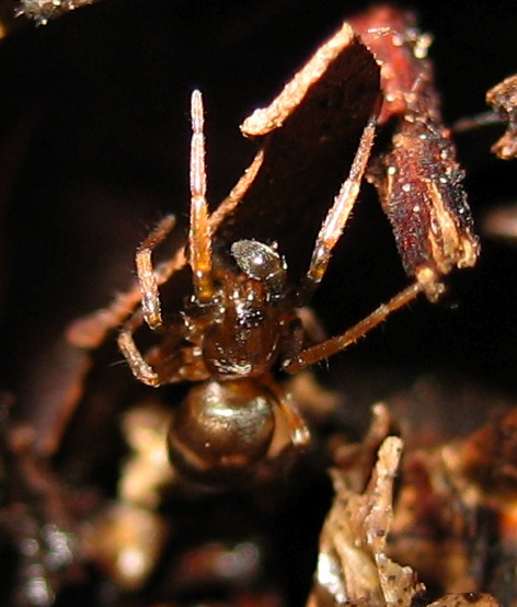 Ragni mirmecomorfi: Micaria e Phrurolithus